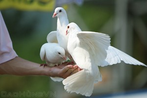 Dove – Flying Contest – An Historical Yearning For Peace ảnh 1 Dove – Flying Contest – An Historical Yearning For Peace ảnh 1